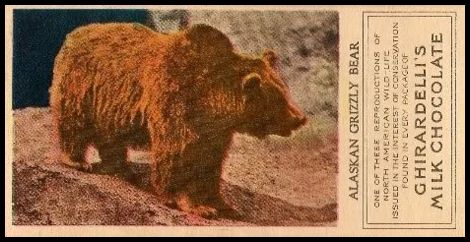 1 Alaskan Grizzly Bear